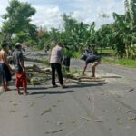 Polres Loteng Evakuasi Pohon Tumbang Halangi Arus Lalu Lintas.