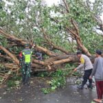 Cuaca Ekstrem Terjang Sekotong, Lombok Barat: Pohon Tumbang & Gelombang Pasang