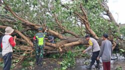 Cuaca Ekstrem Terjang Sekotong, Lombok Barat: Pohon Tumbang & Gelombang Pasang