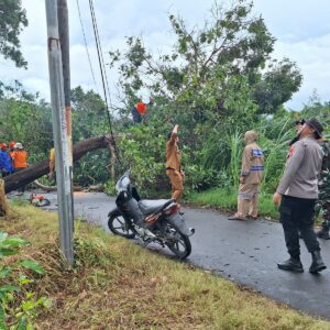 Pohon Tumbang Tutup Jalan di Gerung, Evakuasi Cepat Hindari Macet