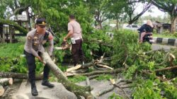 Pohon Trembesi Tumbang, Lalu Lintas Kuripan Terhambat Akibat Cuaca Ekstrem