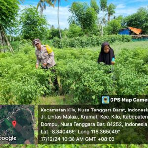 Bhabinkamtibmas Polsek Kilo Pantau Tanaman Cabe Warga di Desa Kramat