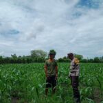 Sukseskan Program Nasional,BKTM Desa Doromelo Motivasi Warga Tanaman Jagung