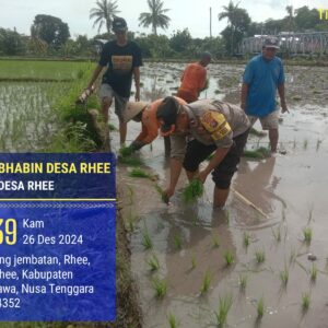 Bhabinkamtibmas Desa Rhee Dukung Ketahanan Pangan, Terjun Langsung Bantu Petani Tanam Padi