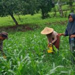 Pemupukan Jagung Bersama Warga, Polsek Manggelewa Dukung Program Ketahanan Pangan Nasional