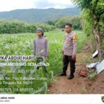 BKTM Desa Lepadi Pantau Lahan Jagung Warga untuk Dukung Program Ketahanan Pangan Nasional Menuju Indonesia Emas 2025