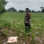 Bhabinkamtibmas Desa Lune Pantau Lahan Pertanian Jagung, Dukung Ketahanan Pangan Nasional Menuju Indonesia Emas 2025