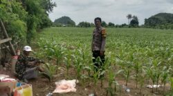 Bhabinkamtibmas Desa Lune Pantau Lahan Pertanian Jagung, Dukung Ketahanan Pangan Nasional Menuju Indonesia Emas 2025