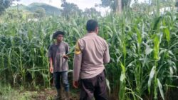 Polri Pantau Lahan Pertanian Jagung di Desa Tembalae untuk Mendukung Ketahanan Pangan Menuju Indonesia Emas 2045