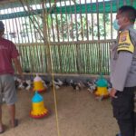 Dukung Ketahanan Pangan, Bhabinkamtibmas Kunjungi Peternak Ayam Super