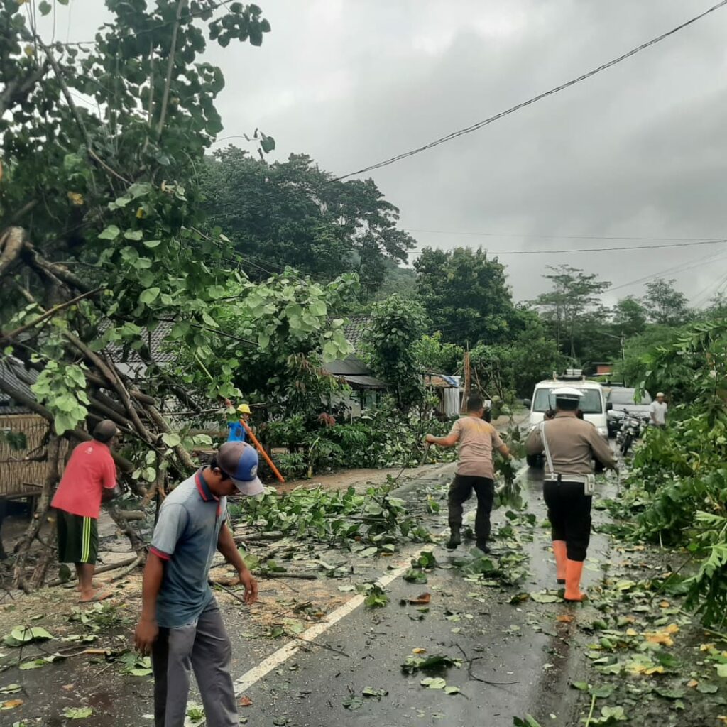 Pohon Tumbang Blokade Jalan Raya Sekotong, Polisi Gerak Cepat!