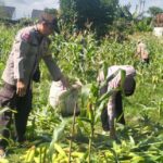 Bhabinkamtibmas dan Kanit Bimas Labuapi Dukung Ketahanan Pangan dengan Panen Jagung