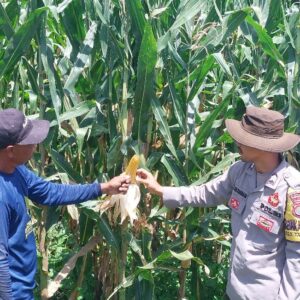 Bhabinkamtibmas Desa Talonang Baru Monitoring Lahan Penanaman Jagung, Warga Berharap Hasil Panen Optimal