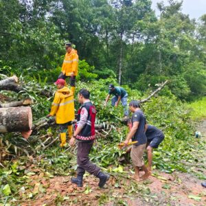 Cuaca Ekstrem, Sigap Kapolsek Sekongkang Bersama Warga Bersihkan Pohon Tumbang yang Menutupi Jalan Raya