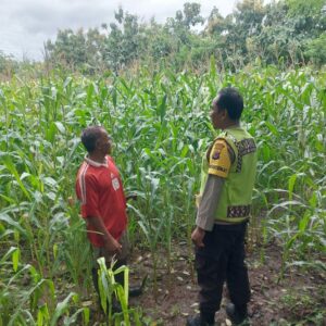 Dukung Ketahanan Pangan, Bhabinkamtibmas Tapir Pantau Perkembangan Tanaman Jagung Warga