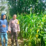 Bhabinkamtibmas Desa Rarak Ronges Dampingi Progres Tanaman Jagung Warga Binaan