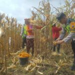 Dorong Produksi Pangan, Pak Bhabin Bantu Petani Bojonegoro Panen Jagung