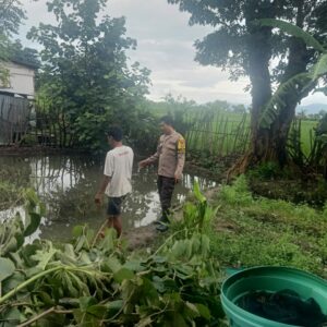 Bhabinkamtibmas Rasabou Pantau Budidaya Ikan Mujair, Dukung Ketahanan Pangan Nasional