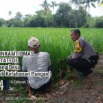 Dukung Program Ketahanan Pangan, Bhabinkamtibmas Tatede Sambangi Sawah Warga