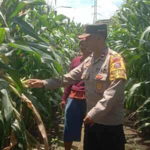 Sambangi Lahan Jagung, Aipda Alfian Haris Beri Dukungan Warga Wujudkan Ketahanan Pangan