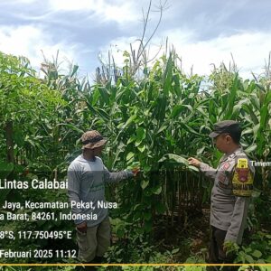 Bhabinkamtibmas Desa Beringin Jaya Pantau Lahan Jagung untuk Ketahanan Pangan Nasional