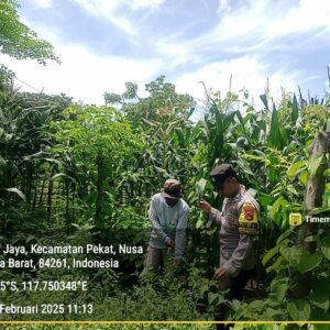Bhabinkamtibmas Desa Beringin Jaya Pantau Lahan Jagung untuk Ketahanan Pangan Nasional