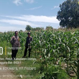 Bhabinkamtibmas Desa Calabai Pantau Lahan Jagung untuk Program Ketahanan Pangan Nasional
