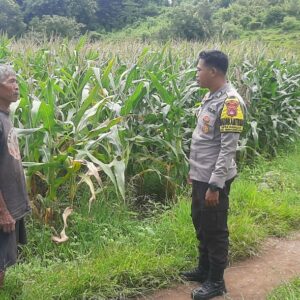 Bhabinkamtibmas Desa Banggo Pantau Perkembangan Tanaman Jagung Warga