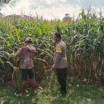 Bhabinkamtibmas Taropo Dampingi Petani Jagung dalam Program Ketahanan Pangan