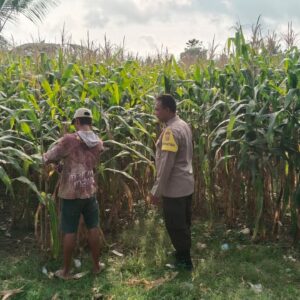 Bhabinkamtibmas Taropo Dampingi Petani Jagung dalam Program Ketahanan Pangan
