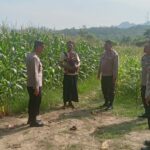 Dukung Ketahanan Pangan, Kapolsek Jereweh Turun ke Lahan Warga Cek Perkembangan Tanaman Jagung