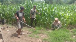 Bhabinkamtibmas Dukung Petani Optimalkan Lahan Jagung untuk Ketahanan Pangan