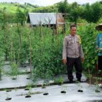 BKTM Desa Manggenae Pantau Lahan Tomat Warga untuk Dukung Ketahanan Pangan