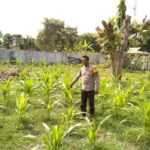 Dukung Ketahanan Pangan Nasional, Bhabinkamtibmas penatoi Cek Progres Tanaman Padi di Kelurahan Binaan