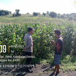 Bhabinkamtibmas Desa Calabai Pantau Lahan Pertanian untuk Program Ketahanan Pangan Nasional