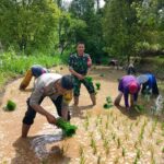 Bhabinkamtibmas Desa Santong Bantu Warga Tanam Bibit Padi