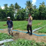 Sukseskan Ketahanan Pangan, Personel Polsek Buer Sambangi Petani Buah