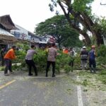 Kapolres Lombok Utara Bantu Warga Bersihkan Ranting Pohon.