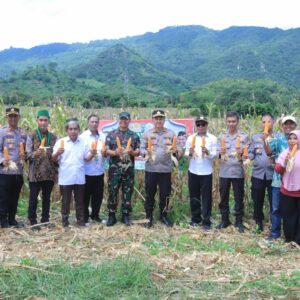 Polres Sumbawa Barat Ikuti Panen Jagung Serentak di Lokasi Kebun Jagung Poktan Cinta Damai Poto Tano