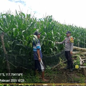 Bhabinkamtibmas Desa Beringin Jaya Pantau Lahan Pertanian dalam Program Ketahanan Pangan Nasional