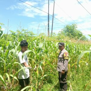 Bhabinkamtibmas Desa Nangakara Pantau Lahan Pertanian dalam Program Ketahanan Pangan Nasional