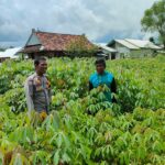 Dukung Ketahanan Pangan, Bhabinkamtibmas Kelurahan Nitu Kontrol Tanaman Pangan