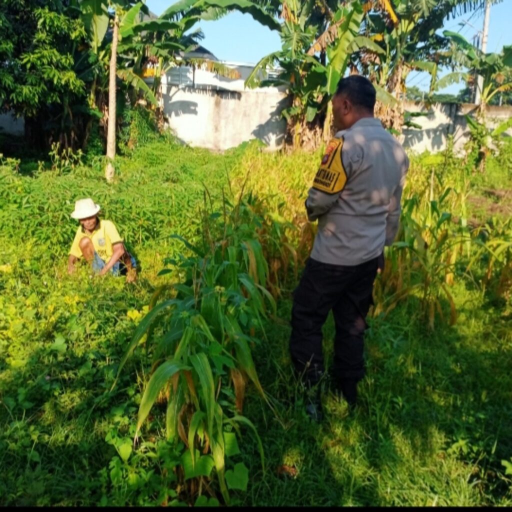 Bhabinkamtibmas Karang Bongkot Turun ke Sawah, Dukung Petani Maju!