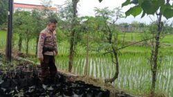 Bhabinkamtibmas Terong Tawah Dukung Ketahanan Pangan, Dampingi Mahasiswa Cek Tanah