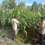 Dukung Ketahanan Pangan, Bhabinkamtibmas Desa Rhee Sambangi Lahan Jagung Warga