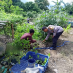 Bhabinkamtibmas Polsek Alas Pantau Kebun Sayuran Warga untuk Mendukung Ketahanan Pangan