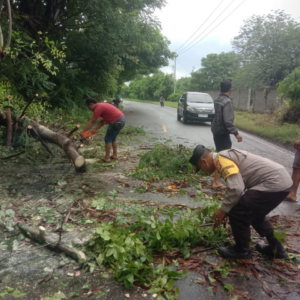 Polsek Rhee Bersama Warga Gotong Royong Evakuasi Pohon Tumbang Di Jalan