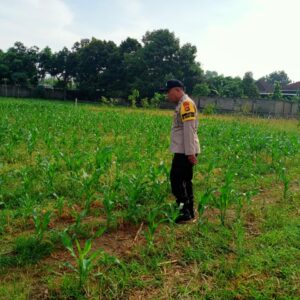 Polsek Labuapi Cek Lahan Jagung di Karang Bongkot, Petani Dapat Dukungan Penuh