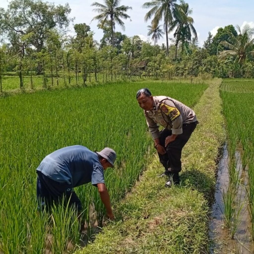 Lombok Barat, NTB – Kepolisian Resor (Polres) Lombok Barat menunjukkan komitmen kuat dalam mendukung program ketahanan pangan nasional. Hal ini dibuktikan dengan kegiatan aktif yang dilakukan oleh jajaran Bhabinkamtibmas di wilayah hukumnya, seperti yang terlihat di Desa Merembu, Kecamatan Labuapi. Pada hari Senin, 17 Maret 2025, Bhabinkamtibmas Desa Merembu, Aipda Sudarman, melaksanakan kunjungan ke warga masyarakat di Dusun Tangkeban. Kegiatan yang berlangsung sejak pukul 09.00 WITA ini bertujuan untuk mendorong masyarakat agar terus meningkatkan upaya dalam mewujudkan ketahanan pangan di tingkat rumah tangga dan desa. Kapolsek Labuapi, Polres Lombok Barat, Polda NTB, Ipda I Nyoman Rudi Santosa, menegaskan bahwa pihaknya sangat mendukung program pemerintah terkait swasembada pangan. Beliau menyampaikan apresiasi atas inisiatif Bhabinkamtibmas yang terjun langsung ke masyarakat untuk memberikan motivasi dan pendampingan. Dukungan Polri untuk Swasembada Pangan Nasional “Kami dari Polsek Labuapi sangat mendukung program ketahanan pangan yang dicanangkan oleh pemerintah,” ujar Ipda I Nyoman Rudi Santosa dalam keterangannya. “Kegiatan yang dilakukan oleh Bhabinkamtibmas Aipda Sudarman di Desa Merembu ini adalah salah satu wujud nyata dari dukungan tersebut. Kami berharap, dengan adanya dorongan ini, masyarakat semakin termotivasi untuk mengembangkan potensi di berbagai sektor.” Lebih lanjut, Kapolsek menjelaskan bahwa program ketahanan pangan ini mencakup berbagai bidang, mulai dari pertanian, peternakan, perikanan, hingga perkebunan. Pihaknya berharap, dengan diversifikasi usaha ini, masyarakat Desa Merembu dapat lebih mandiri dalam memenuhi kebutuhan pangan sehari-hari, sekaligus berkontribusi pada program swasembada pangan nasional. Bhabinkamtibmas Aktif Dorong Potensi Lokal Aipda Sudarman sendiri dalam kunjungannya berinteraksi langsung dengan para petani, peternak, dan warga lainnya. Ia memberikan semangat dan informasi terkait berbagai teknik dan inovasi yang dapat diterapkan untuk meningkatkan hasil produksi. Selain itu, ia juga menyampaikan pentingnya menjaga keamanan dan ketertiban di lingkungan desa agar program ketahanan pangan dapat berjalan dengan lancar. “Kami terus berupaya untuk hadir di tengah masyarakat, tidak hanya dalam menjaga keamanan tetapi juga dalam mendukung program-program positif seperti ketahanan pangan ini,” kata Aipda Sudarman. “Kami melihat potensi yang besar di Desa Merembu ini, dan kami yakin dengan kerja keras dan dukungan bersama, masyarakat dapat mencapai kemandirian pangan yang lebih baik.” Kondisi Desa Merembu Terpantau Aman dan Kondusif Dalam kesempatan yang sama, Kapolsek Labuapi juga menyampaikan kabar baik terkait kondisi keamanan di Desa Merembu. Beliau memastikan bahwa hingga saat ini, wilayah binaan Aipda Sudarman tersebut terpantau aman dan kondusif. Hal ini tentu menjadi modal penting dalam pelaksanaan berbagai program pembangunan, termasuk program ketahanan pangan. “Kami bersyukur bahwa situasi keamanan di Desa Merembu tetap terjaga dengan baik,” ungkap Ipda I Nyoman Rudi Santosa. “Ini adalah hasil dari sinergi antara pihak kepolisian, perangkat desa, dan seluruh elemen masyarakat. Kami akan terus berupaya untuk mempertahankan kondisi yang kondusif ini agar masyarakat dapat beraktivitas dengan tenang dan fokus dalam meningkatkan kesejahteraannya.” Kegiatan Bhabinkamtibmas di Desa Merembu ini merupakan contoh konkret dari peran aktif kepolisian dalam mendukung program-program pemerintah yang bertujuan untuk meningkatkan kesejahteraan masyarakat. Diharapkan, langkah ini dapat menginspirasi wilayah lain untuk melakukan hal serupa demi terwujudnya ketahanan pangan yang kuat di seluruh Indonesia. Dukungan dari berbagai pihak, termasuk kepolisian, menjadi kunci keberhasilan program strategis nasional ini.