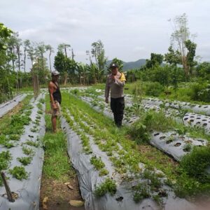 Peran Warga dalam Ketahanan Pangan: Upaya Kecil, Dampak Besar